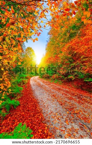 forest path in autumn. Colorful forest landscape in autumn season. A natural landscape that becomes beautiful with the vivid colors of autumn. Colorful leaves in autumn. road landscape in the forest.