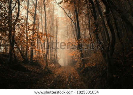 Similar – Foto Bild noch´ n wald Umwelt Natur