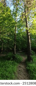 forest path between tall trees