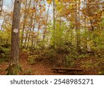 The forest path between Wendelsheim (Pfaffenberg) and the fairytale lake (Märchensee) offers areas of tranquility in a wild nature surrounded by magnificent vegetation in autumn colours