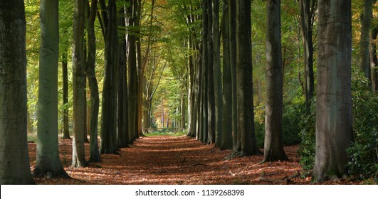 forest path with big trees in early autumn - Powered by Shutterstock