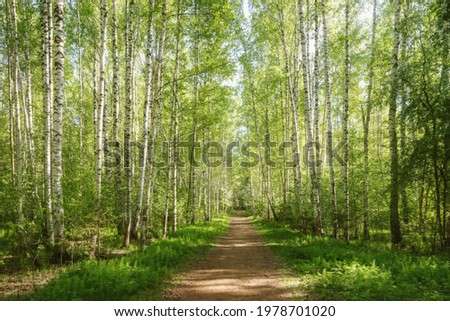 Forest path in a birch grove on a sunny May day in the city park