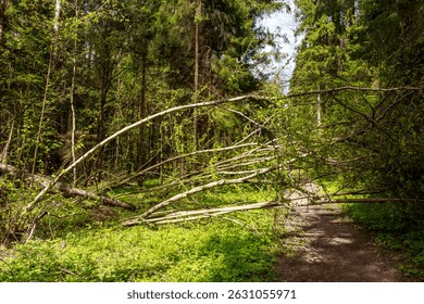 Forest path blocked by fallen trees after a windfall