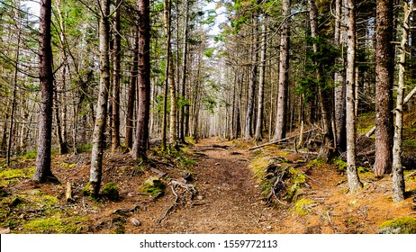 Forest Path, Cape Split, Nova Scotia Canada 