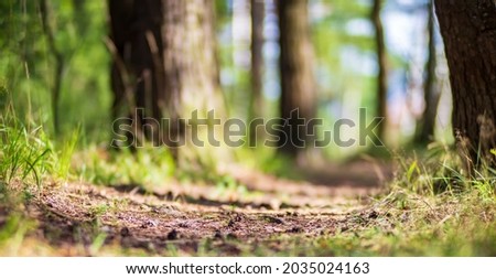 Forest path close up. Low point of view in nature landscape. Blurred nature background copy space. Park low focus depth. Ecology environment.