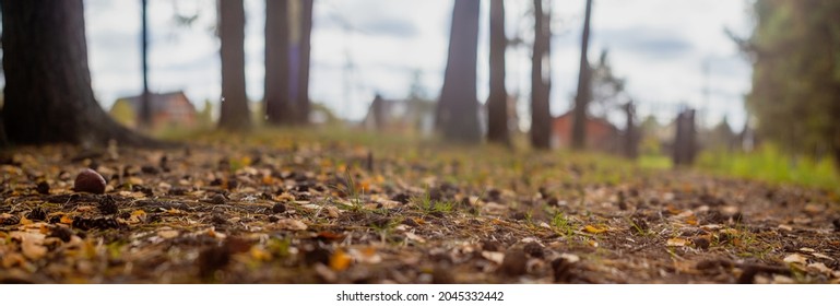 Forest path close-up with cones and roots. Low point of view in nature landscape. Blurred nature background copy space. Park low focus depth. Ecology environment. - Shutterstock ID 2045332442