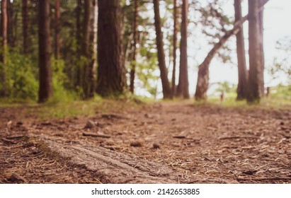 Forest path close-up with cones and roots. Low point of view in nature landscape. Blurred nature background copy space. Park low focus depth. Ecology environment. - Shutterstock ID 2142653885