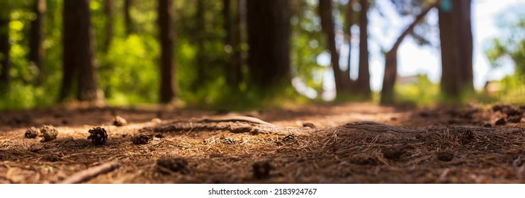 Forest path close-up with cones and roots. Low point of view in nature landscape with strong blurry background. Ecology environment. - Shutterstock ID 2183924767