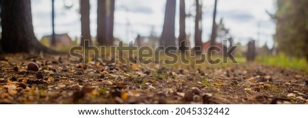 Forest path close-up with cones and roots. Low point of view in nature landscape. Blurred nature background copy space. Park low focus depth. Ecology environment.