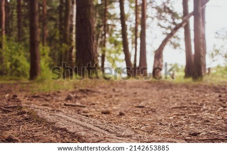 Forest path close-up with cones and roots. Low point of view in nature landscape. Blurred nature background copy space. Park low focus depth. Ecology environment.