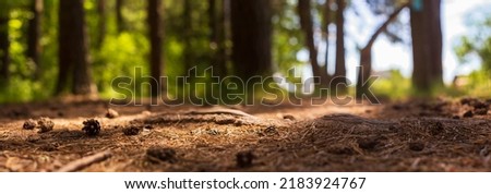 Forest path close-up with cones and roots. Low point of view in nature landscape with strong blurry background. Ecology environment.