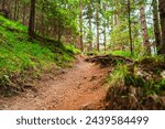 Forest Path in Conifer Forest with trees leading into a journey