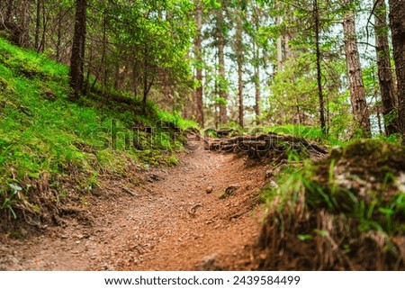 Forest Path in Conifer Forest With Trees Leading Into a Journey
