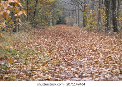 Forest path covered with autumn leaves in Boswachterij Ruinen, Netherlands - Powered by Shutterstock