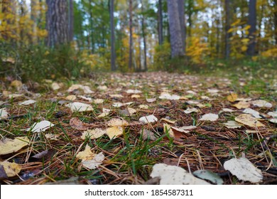 Forest path covered with dry pine needles and yellow birch leaves, surrounded by a yellowed forest