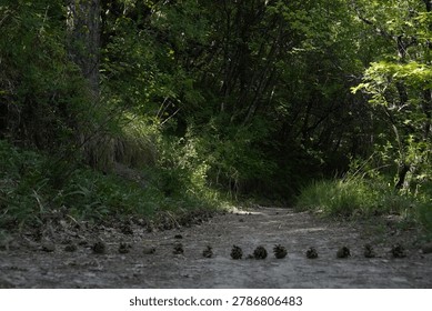 A forest path is covered with scattered pine cones (pomme de pin) on a dirt trail. Dense green foliage from trees and bushes lines the sides, creating a shaded canopy. Sunlight filters through the leaves, casting dappled light on the ground. The environment suggests a peaceful, natural woodland setting, possibly in a temperate forest area.