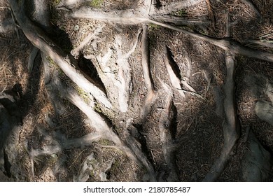 Forest path covered twisting roots. Roots of trees, close up.