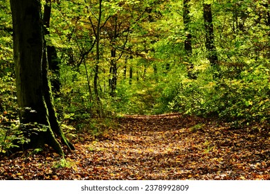 forest path in deciduous forest. textured brown tree trunks with green moss, leaf and foliage covered dirt path. subtle light shining through the trees. nature and outdoor concept. outdoor and leisure