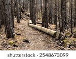 A forest path with dense trees in the forest area, fallen leaves, and large logs as a barrier. 