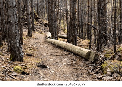 A forest path with dense trees in the forest area, fallen leaves, and large logs as a barrier.  - Powered by Shutterstock