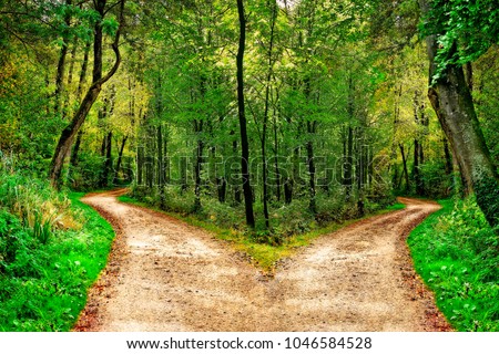 A forest path divides in two different directions