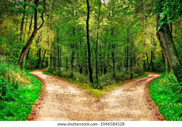 A forest\
path divides in two different\
directions