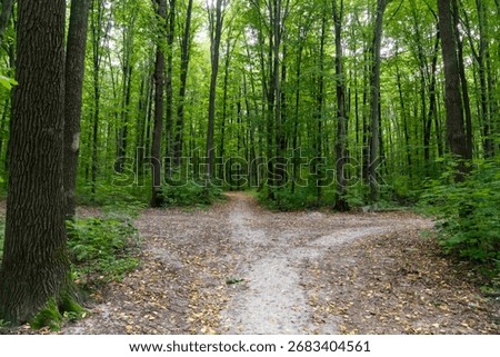 Forest path dividing into two trails among tall trees with green foliage. Nature landscape photography. Summer woodland and hiking concept.