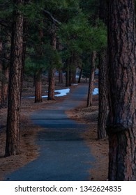 forest path at dusk