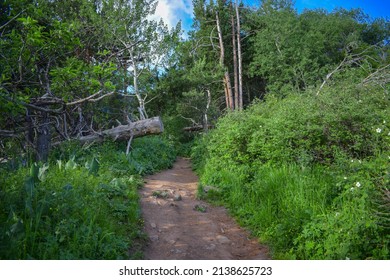 Forest Path With Fallen Broken Trees Under Clear Blue Sky In Summer. Broken Fir Tree Along Path Through Forest In The Ile-Alatau Mountains Near Almaty, Kazakhstan. Hiking In Mountains Of Kazakhstan.