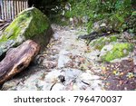 Forest path in Georgia