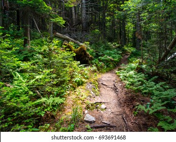 Forest Path In Green Mountains Of Vermont