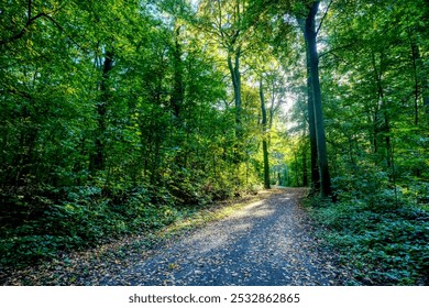 Forest path in the Hanover Forest 