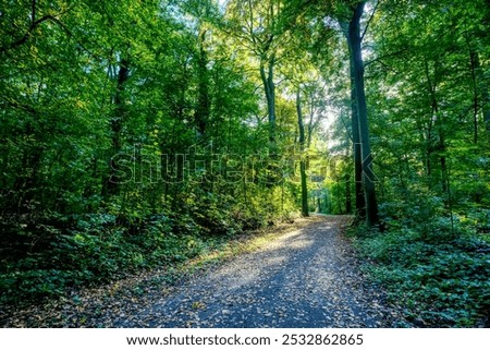 Forest path in the Hanover Forest 
