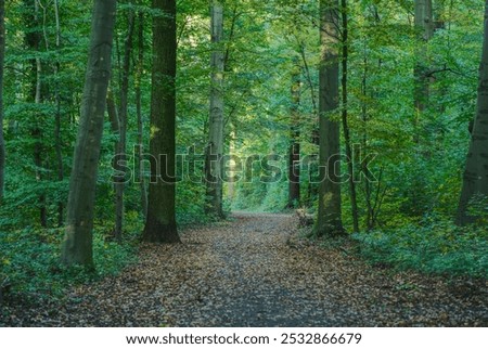 Forest path in the Hanover Forest 