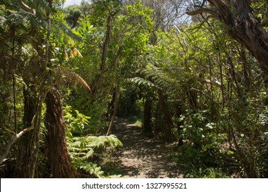 Forest Path To Kitekite Falls At The East Coast Of Auckland, New Zealand 