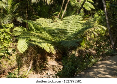 Forest Path To Kitekite Falls At The East Coast Of Auckland, New Zealand 