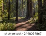 A forest path with a large tree in the middle. The sun is shining through the trees, creating a warm and inviting atmosphere