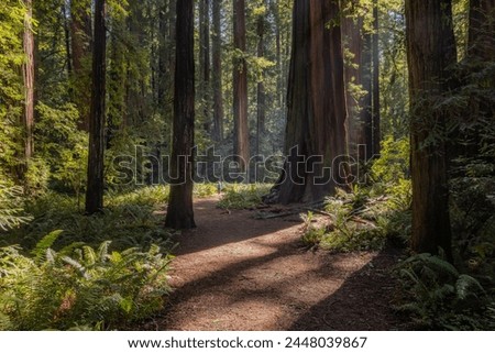 A forest path with a large tree in the middle. The sun is shining through the trees, creating a warm and inviting atmosphere