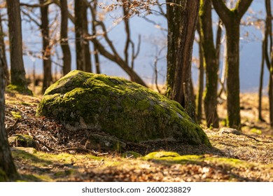 Forest path leading through bare trees with lake in background