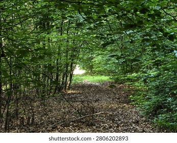 Forest Path Leading Through Dense Green Woodland to Sunlit Clearing

Peaceful forest trail surrounded by lush green trees leading toward a bright clearing in summer.