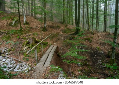 Forest path in the mist