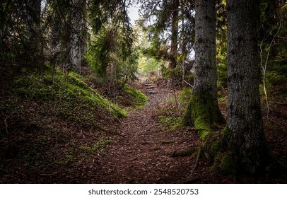 Forest path in mossy forest. Autumn forest path in moss. Mossy forest path in autumn. Mossy forest pathway - Powered by Shutterstock