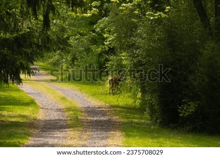 forest, path, nature, road, trees, tree, green, landscape, park, woods, wood, spring, autumn, summer, footpath, foliage, pathway, leaves, trail, outdoors, rural, walk, leaf, lane, country, deer