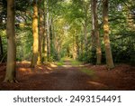 Forest path near Hollandsche Rading on a sunny morning