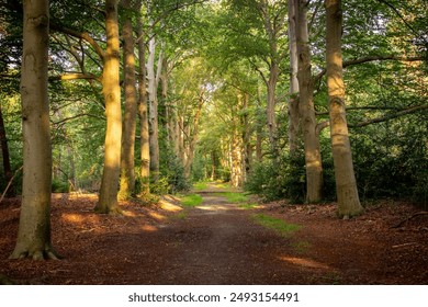 Forest path near Hollandsche Rading on a sunny morning - Powered by Shutterstock