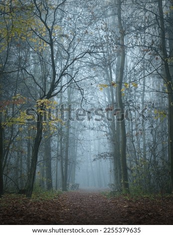 Similar – Foto Bild noch´ n wald Umwelt Natur