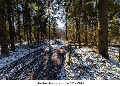 Forest path on a cold spring morning. 