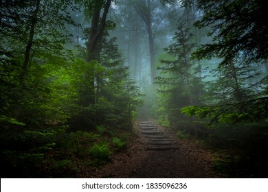 Forest path on a foggy autumn morning. Trip to the Turbacz mountain. Poland - Powered by Shutterstock