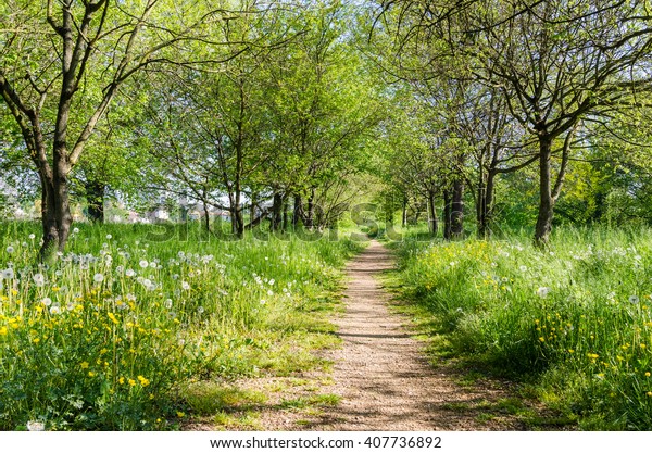 Forest Path On Sunny Spring Day Stock Photo (Edit Now) 407736892