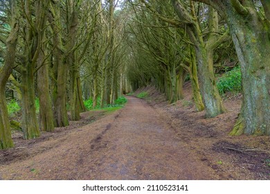 Forest Path At Otago Peninsula In New Zealand